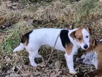 Jack russell terrier · Give · Strelluf