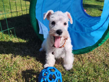Dvärgschnauzer