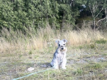 Miniature Schnauzer · Partille · Encalnas' Kennel