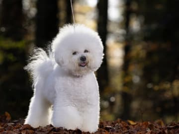 Bichon frisé · Give · Whitestarsofthenorthernlights