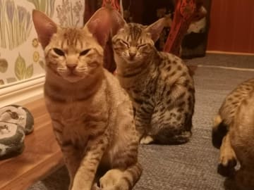 Ocicat · Nyköping · SE*Aspkatter