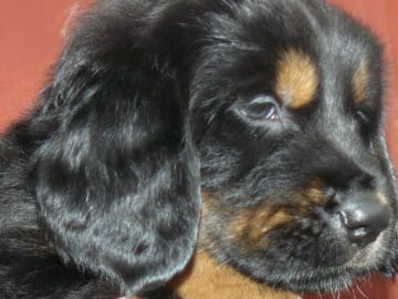 Tibetansk mastiff · Piteå · Gangs'ri Khyi
