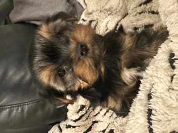 Yorkshire terrier · Porsgrunn · Unn-Lisbeth Iversen
