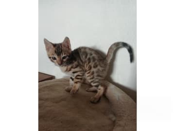 Bengal · Sollebrunn · SE*Tissan's
