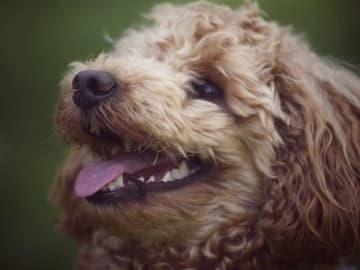 Maltipoo · Torshälla · Maltipoo