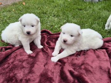 Samojedhund · Billesholm · Jessica O.