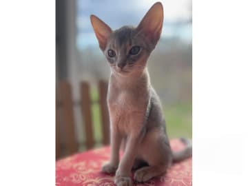 Abyssiner katt · Karlskrona · SE*Ghimbir's