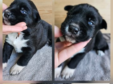 Siberian Husky/Alaska Husky · Kolbu · Bjerkehagen Husky