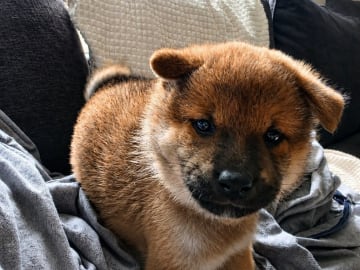 Shiba · Kvänum · Urban Dawgs