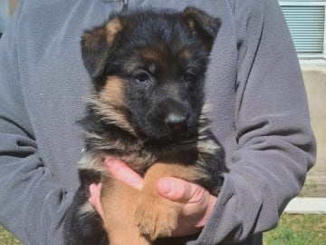 Tysk Schäferhund · Sölvesborg · Ebafarmens