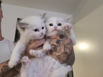 Ragdoll · Norrköping · Benjamin I.