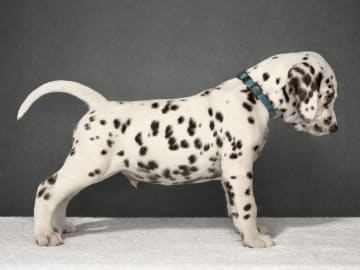 Dalmatian · Frekhaug · Kennel Shospot