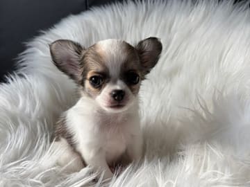 Chihuahua · Jonsvatnet · Sissel Bergdal