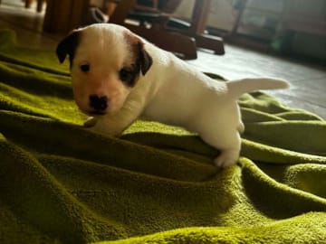 Jack Russell Terrier · Holstebro · Henning Berg Klit