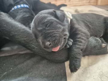 Labrador retriever · Skanderborg · Grethe Willemoes Andersen