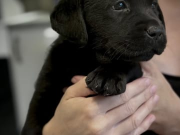 Labrador retriever · Karlstad · Emilia M.