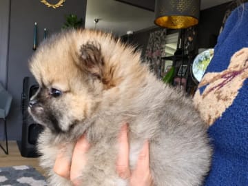 Pomeranian · Aurskog · Valentine Ai Nga Ly