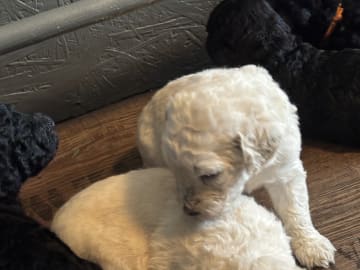 Goldendoodle · Västerlanda · Lugnets kennel