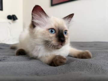 Ragdoll · Johanneshov · SE*LillaGumman's