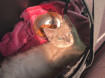 Ragdoll/perser · Hässleholm · Kattunge till salu