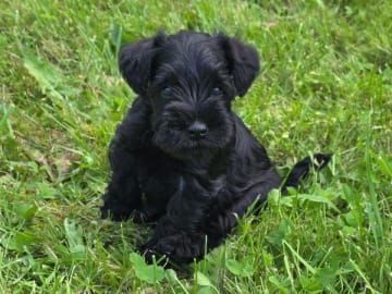 Dvärgschnauzer · Uddevalla · Little Tassa's