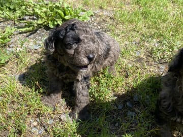 Labradoodle · Nol · Lyckliga Vovven