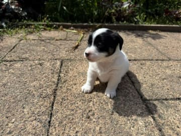 Jack russell terrier · Lidköping · Andreas Friberg