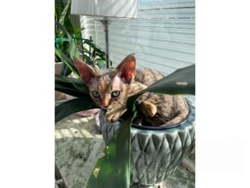 Devon Rex · Husum · S*Bonnea’s
