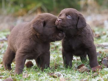 Labrador retriever · Storvreta · Hungry -Heart´s