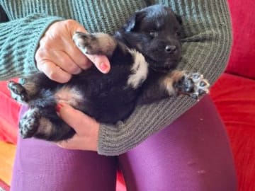 Finsk lapphund · Vallentuna · Bibbi Ranevad