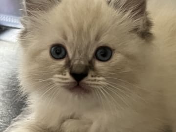 Ragdoll · Linköping · Lyrhedskatter