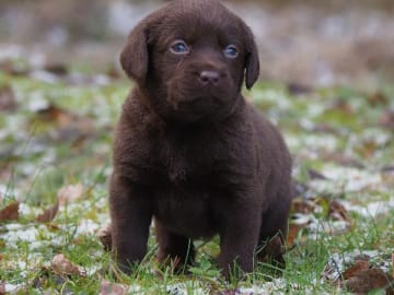 Labrador retriever · Storvreta · Hungry -Heart´s