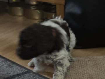 Lagotto romagnolo · Falköping · Tryffelhundens Kennel