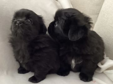 Tibetansk spaniel · Lindesnes · Reidun Kvamsø