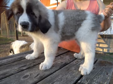 Pyreneisk mastiff · Grängesberg · Dulanilo's