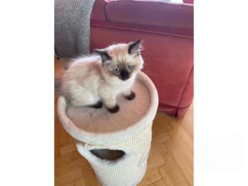 Ragdoll · Sollentuna · Viktoria Juzovitskaja
