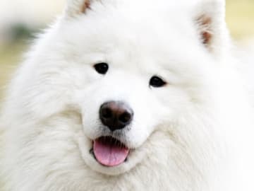 Samojedhund · Söderhamn · MOYASAS