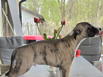 Whippet · Vålberg · Alternova Whippet