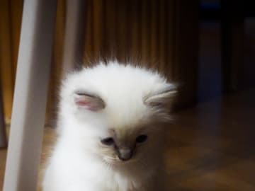 Ragdoll · Linköping · Lyrhedskatter