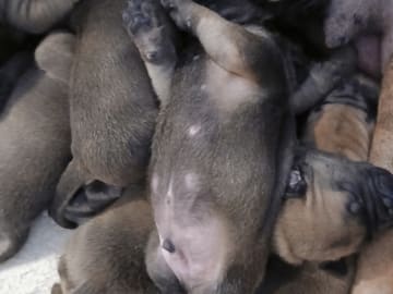 Boergarden boerboels