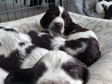Engelsk springer spaniel · Stenhamra · Happy Joyrides