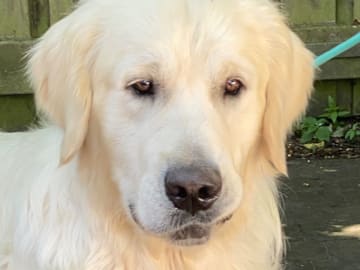 Golden retriever · Mörarp · Dainty's