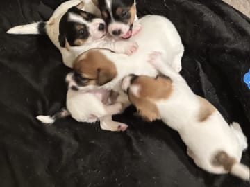Limelight Kennels