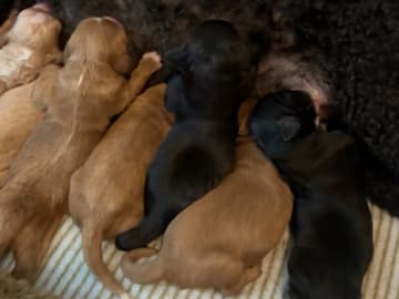 Cockapoo · Fornebu · Kaja F.