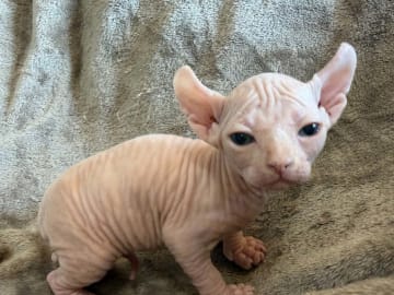 Sphynx · Tumba · Samuel P.