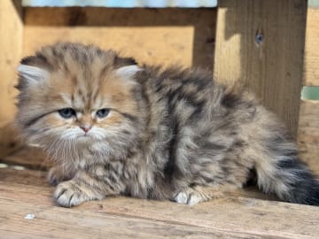 SE*Lilla Kattmakeriet