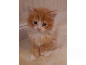Sibirisk katt · Borlänge · SnowKitten