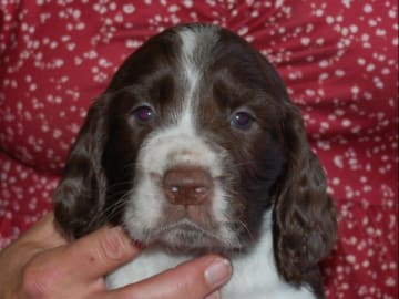 Engelsk springer spaniel · Mellerud · Ripplings