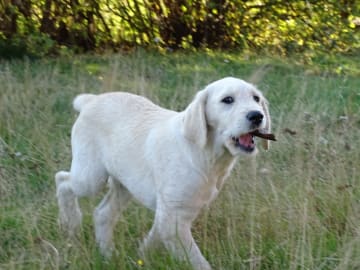 Labradoodle · överkalix · Humlehjarta