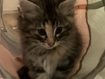 Norwegian Forest · Åkersberga · SE*Danzarin Cats